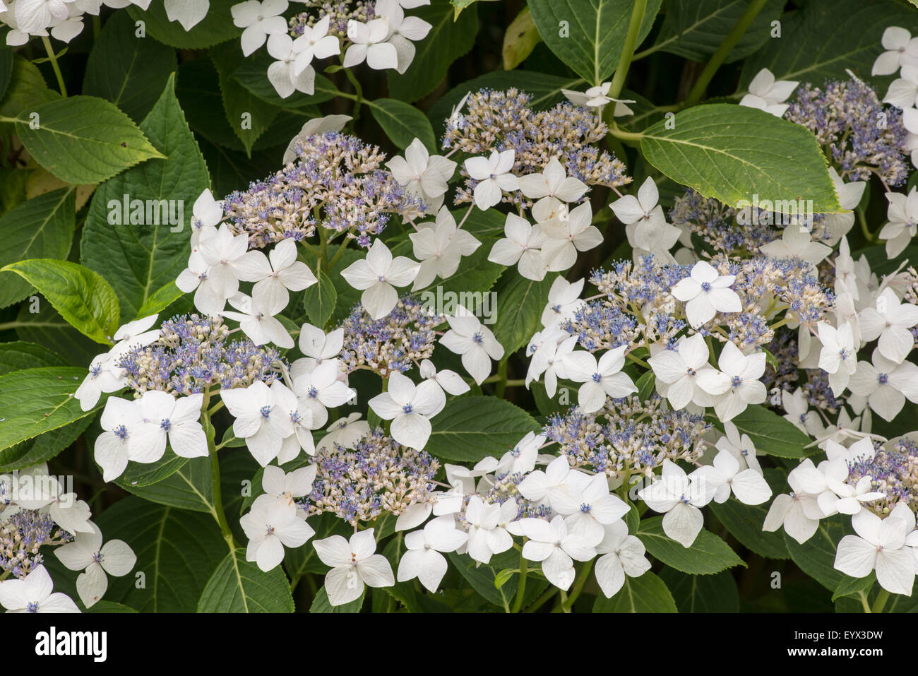 White hydrangea macrophylla garden hi-res stock photography and images ...