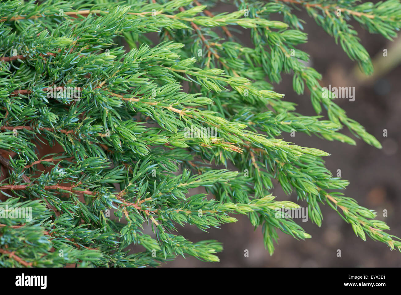 Common Juniper: Juniperus communis. Stock Photo