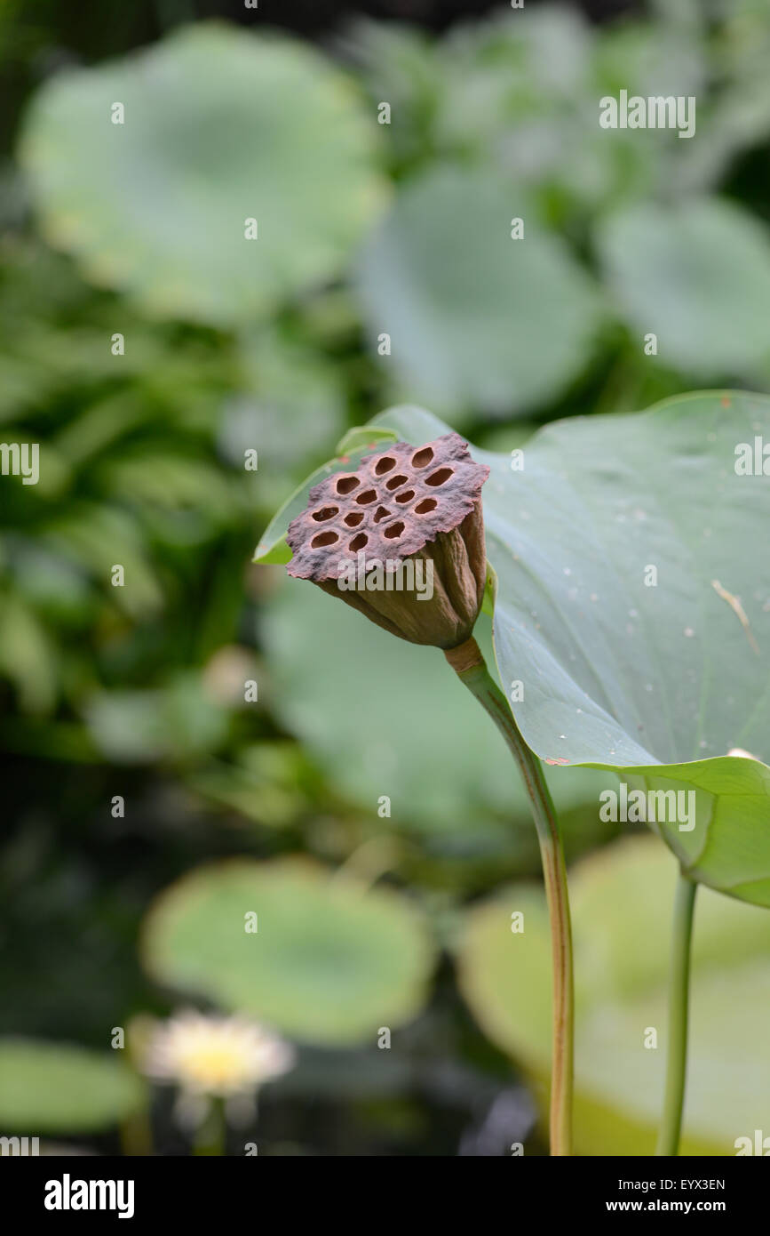 Lotus: Nelumbo nucifera. Seed head Stock Photo - Alamy