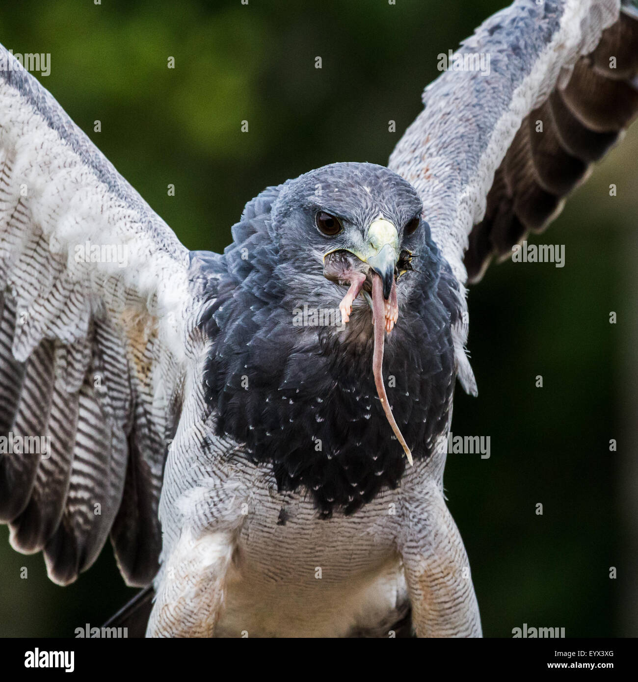 Grey Eagle Buzzard enjoying its catch Stock Photo Alamy