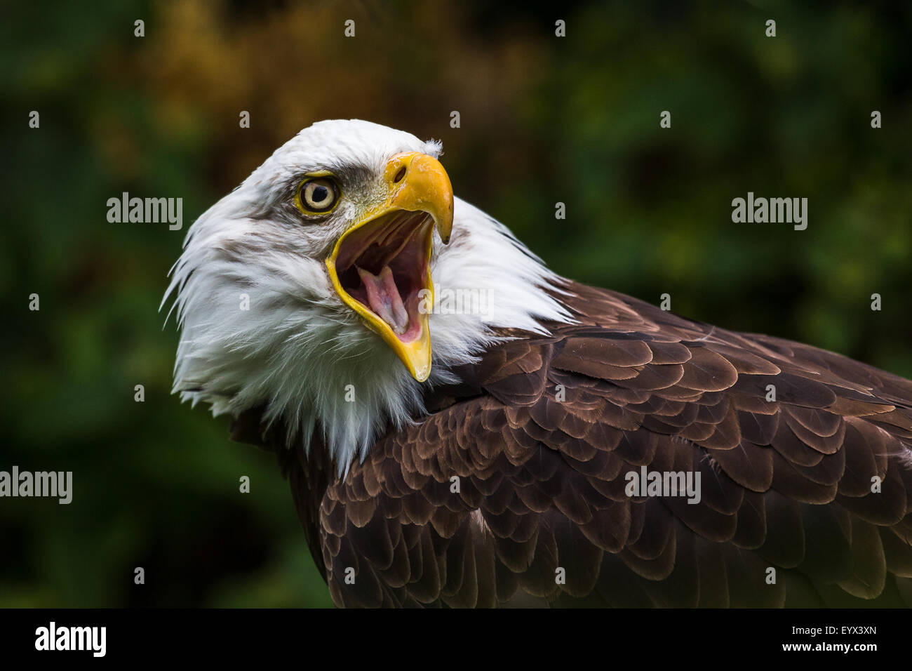 Bald Eagle squawking Stock Photo