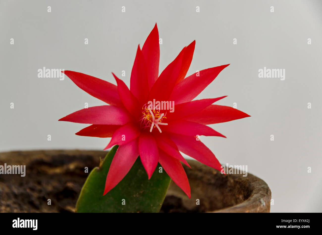 Bright red cactus flower in flowerpot Stock Photo