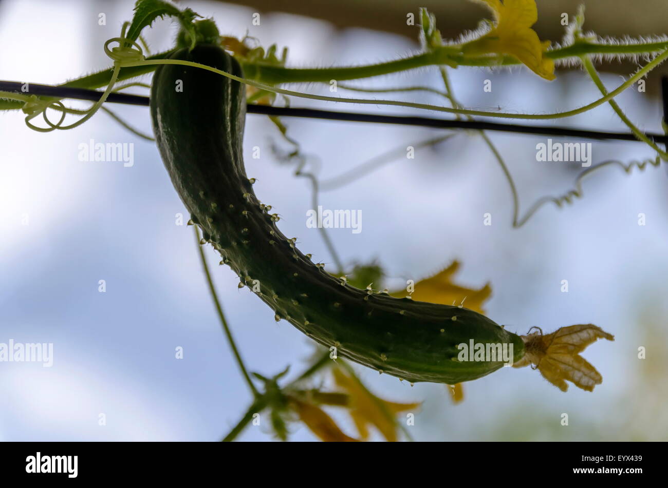 Grown cucumber in balcony garden Stock Photo Alamy