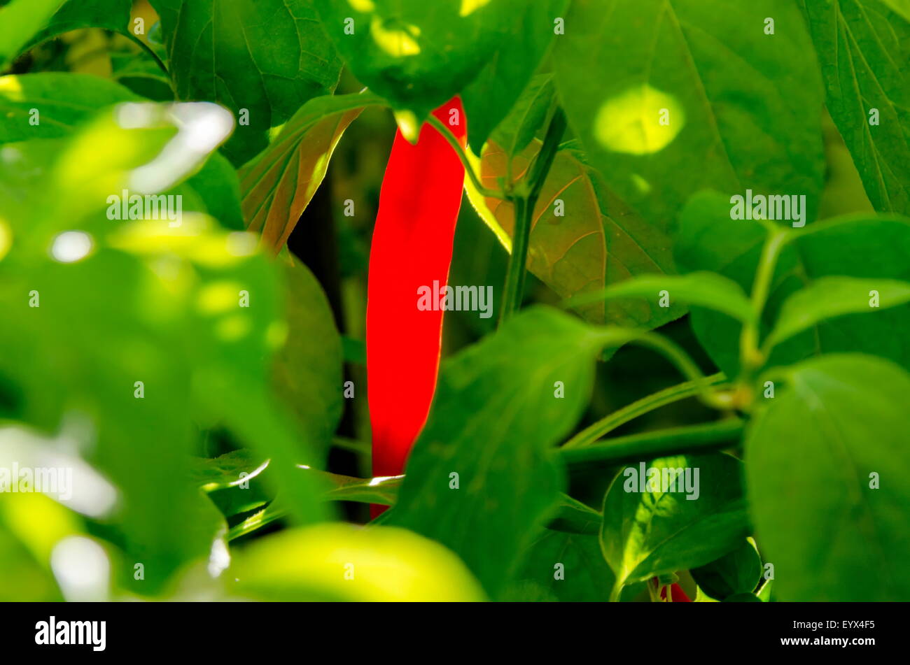 Red chillis (hot pepper) in afternoon sun ray Stock Photo