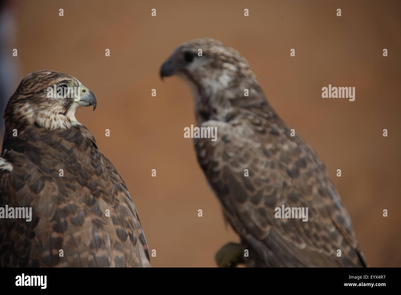 Bird Eagle in the Desert Stock Photo Alamy