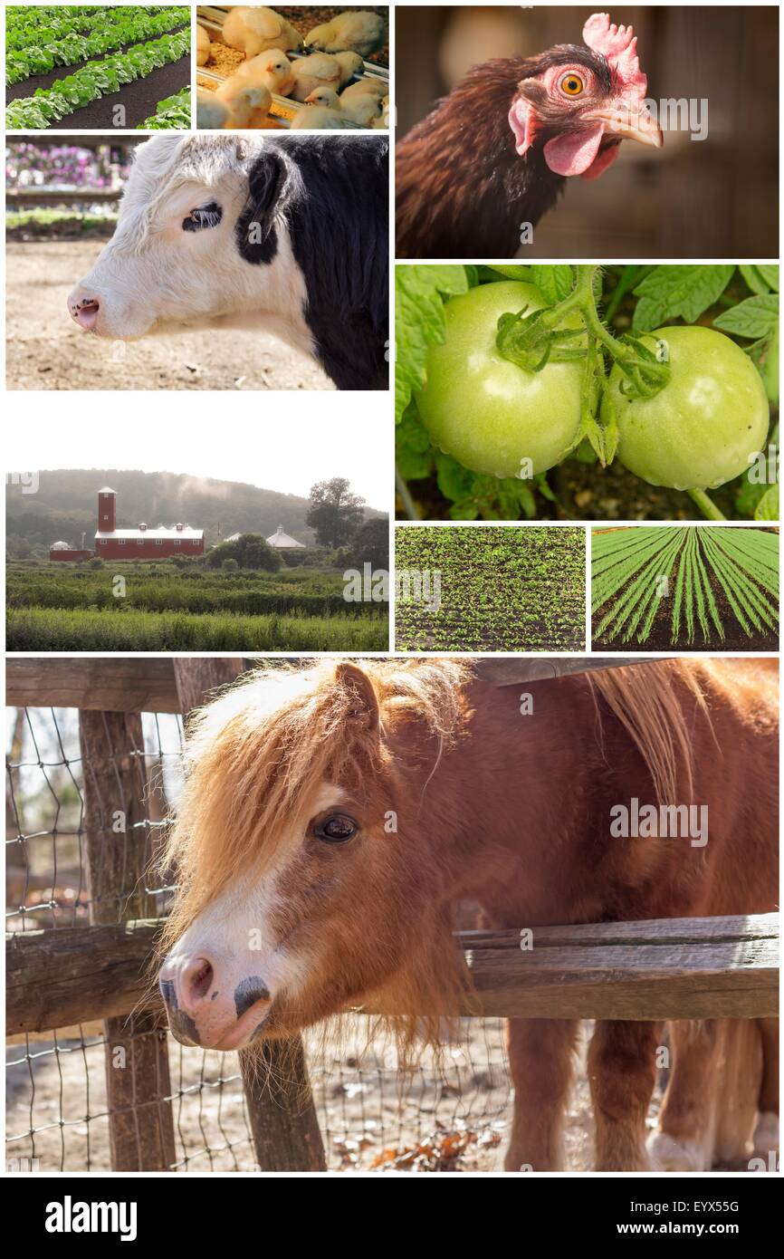 Mosaic of farm animals and agricultural imagery in collage imagery Stock Photo Alamy