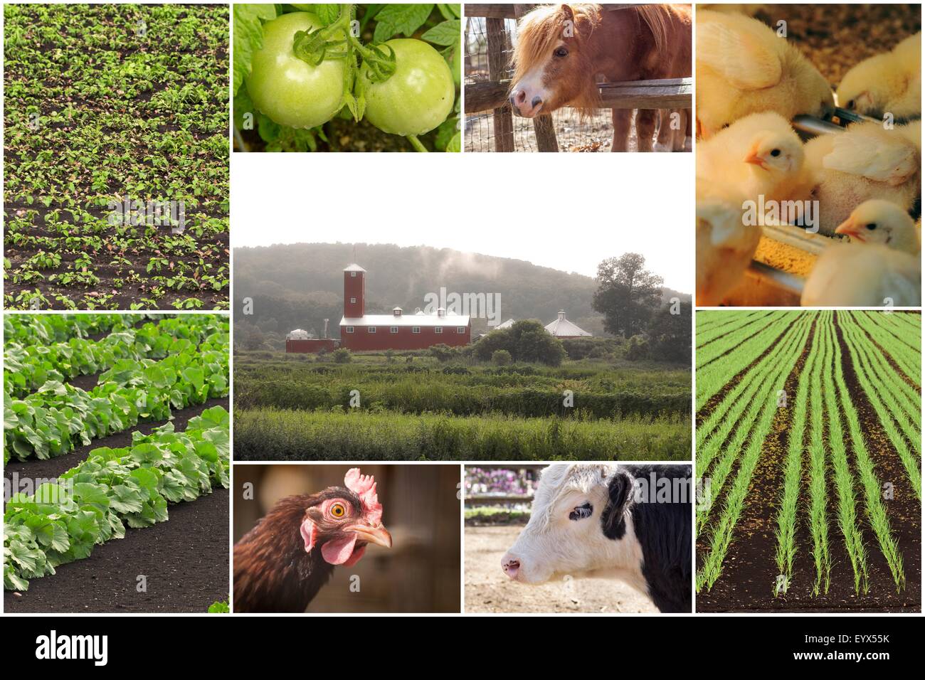 Mosaic of farm animals and agricultural imagery in collage imagery Stock Photo Alamy