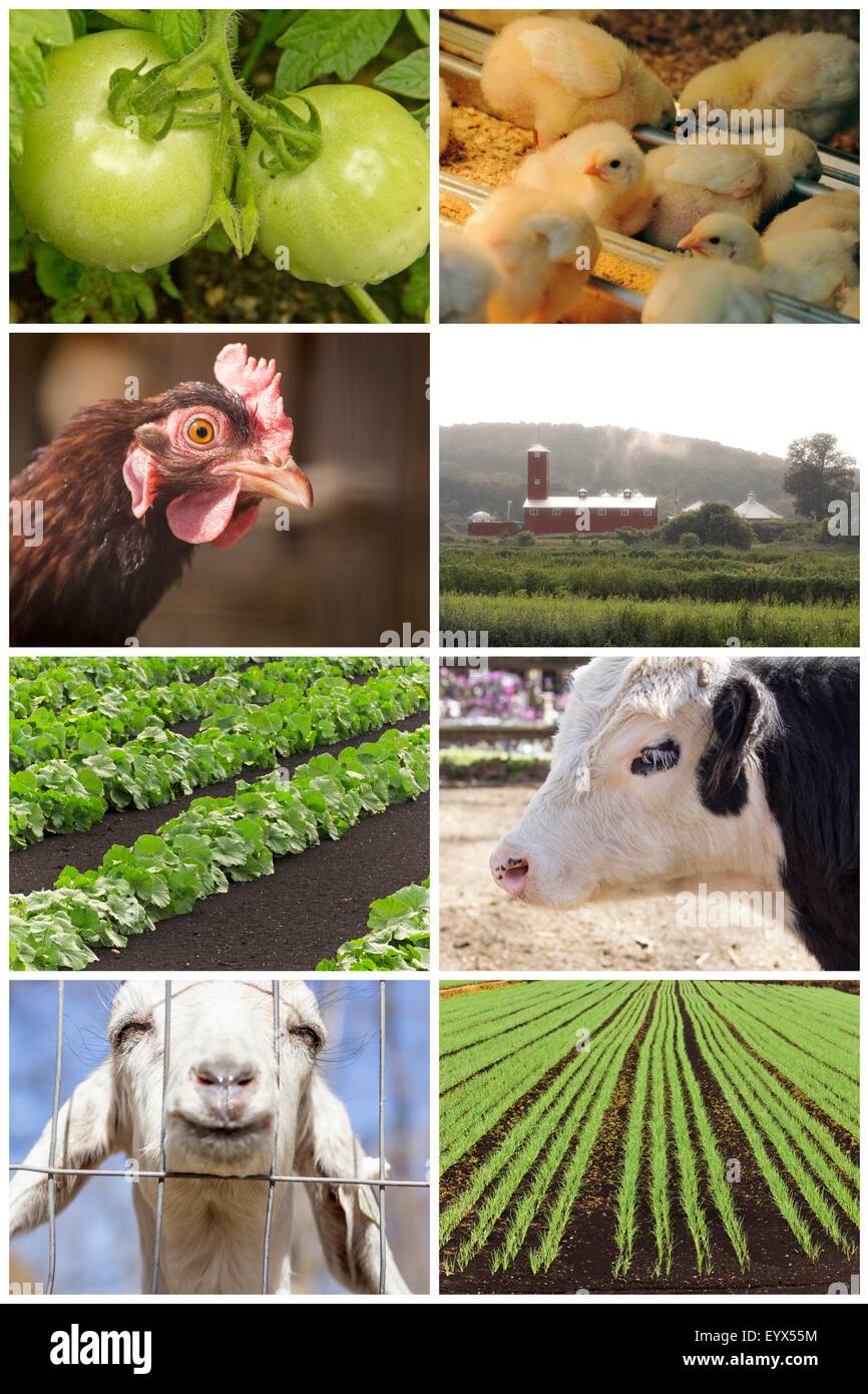 Mosaic of farm animals and agricultural imagery in collage imagery Stock Photo Alamy