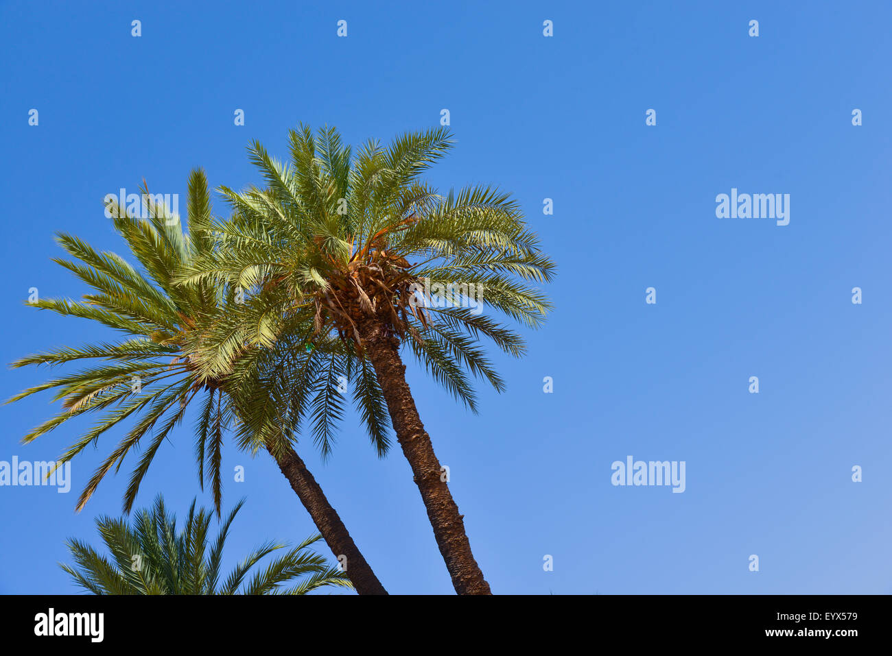 Man made palm tree hires stock photography and images Alamy