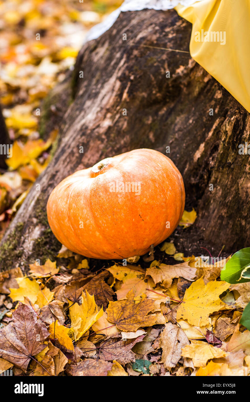 pumpkins and autumn leaves Stock Photo - Alamy