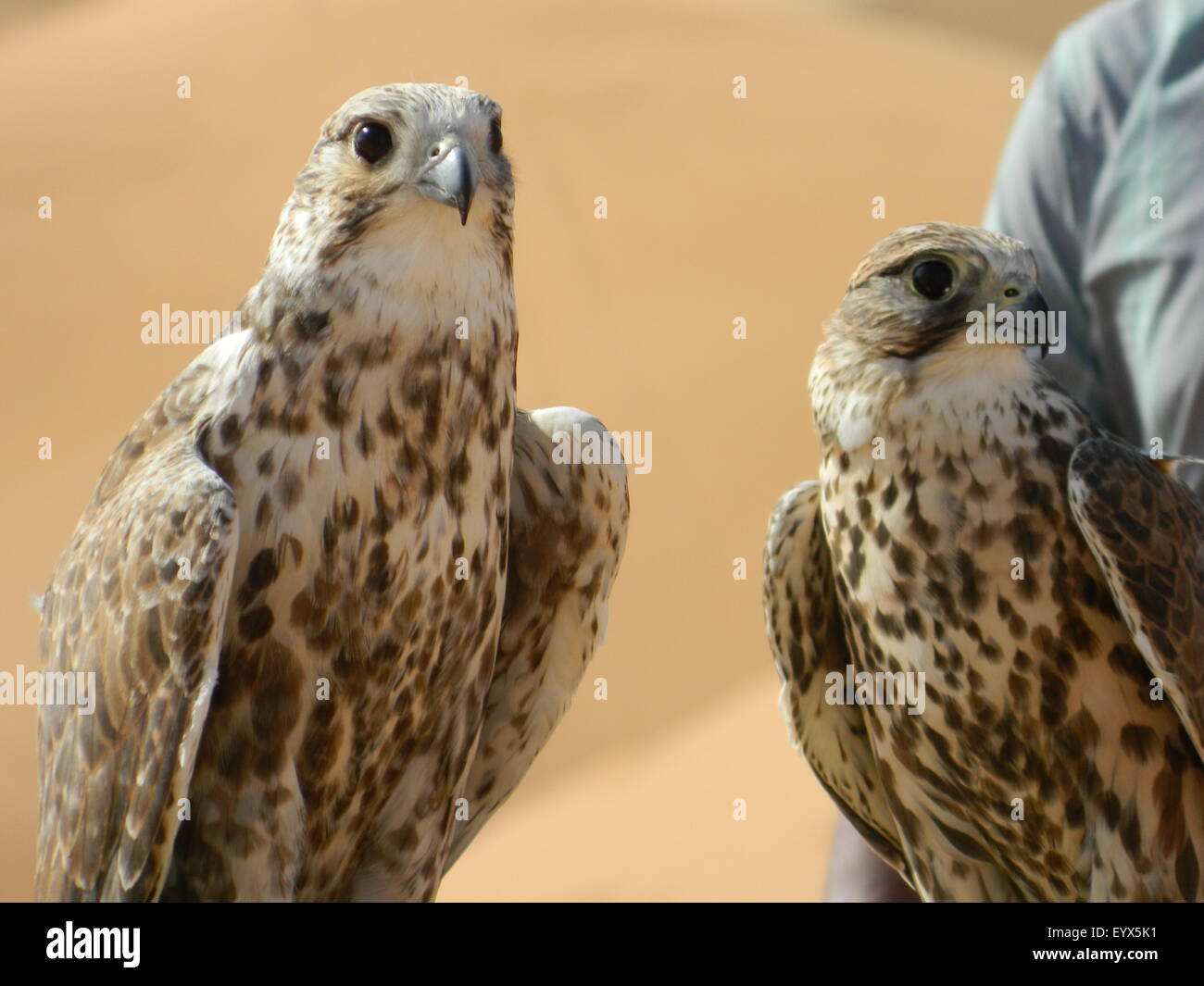 Bird Eagle in the Desert Stock Photo Alamy