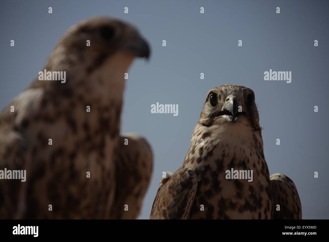 Bird Eagle in the Desert Stock Photo - Alamy