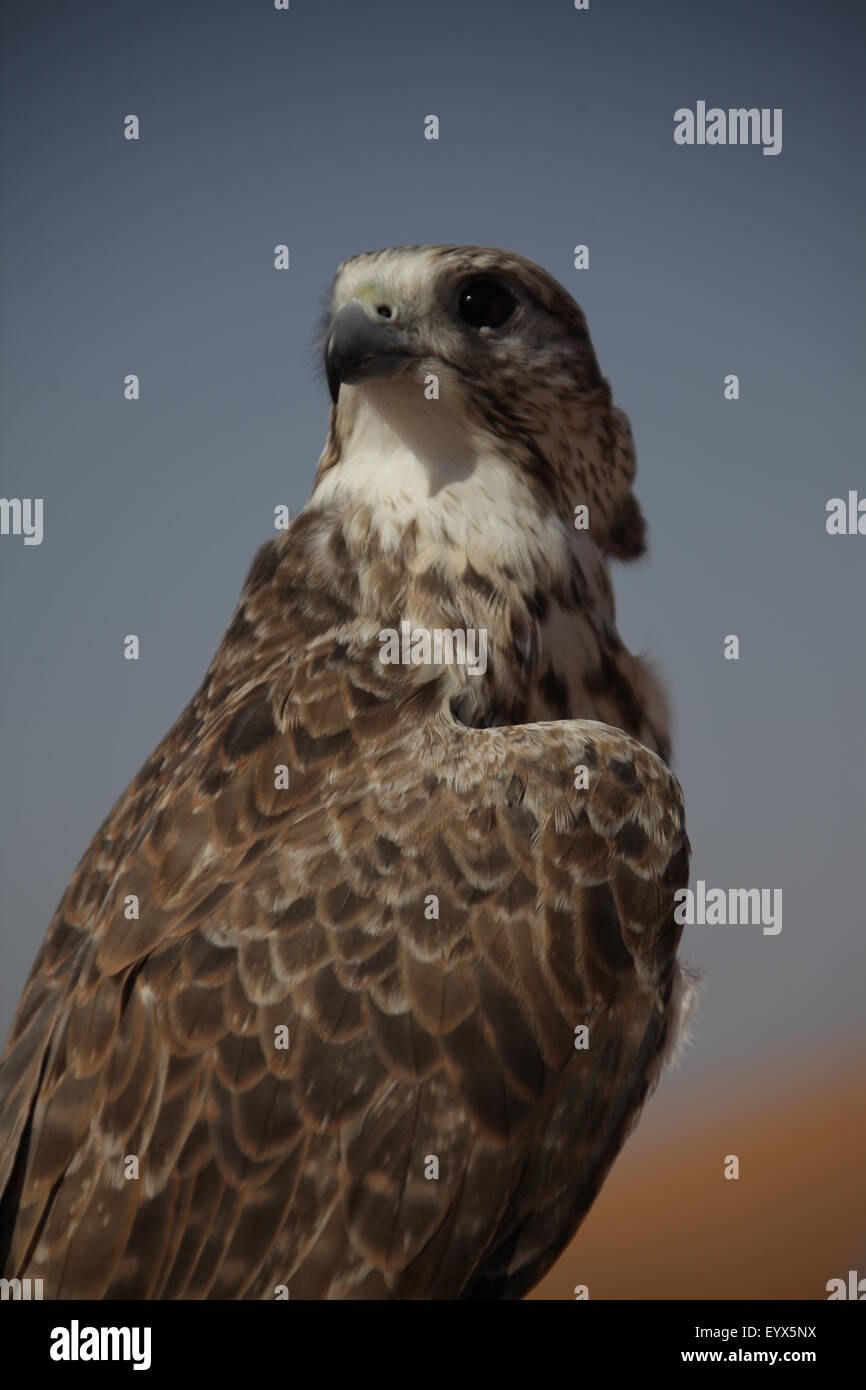 Bird Eagle in the Desert Stock Photo Alamy