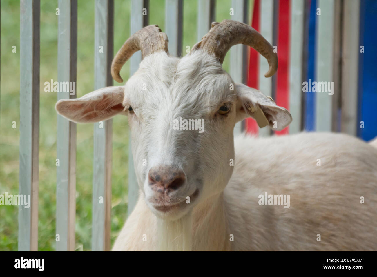 Smirking adult goat with horns in pen behind fence Stock Photo