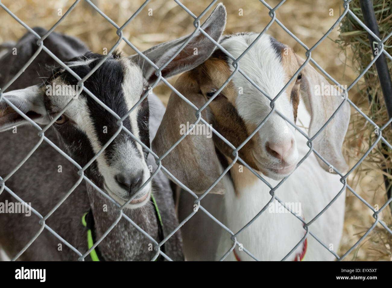 Cute young goats in pen behind fence on farm Stock Photo