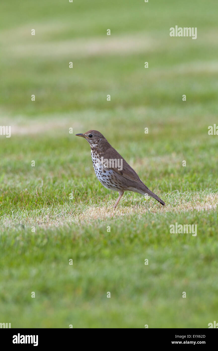 Song Thrush (Turdus philomelos). Searching for invertebrates on a recently mown lawn. May. Abbey gardens. Iona. Scotland. Stock Photo