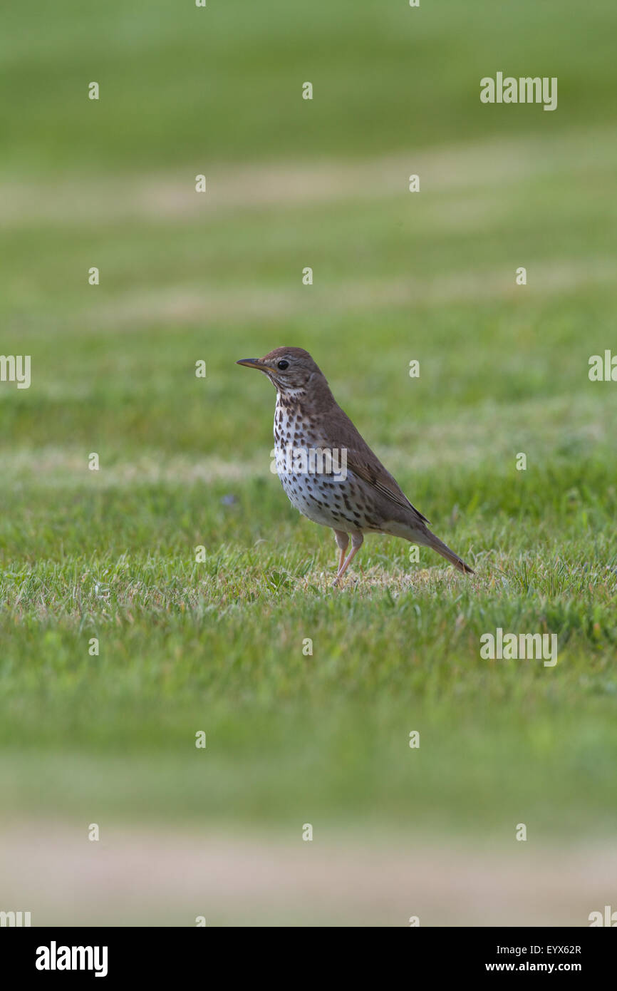 Song Thrush (Turdus philomelos). Searching for invertebrates on a recently mown lawn. May. Abbey gardens. Iona. Scotland. Stock Photo