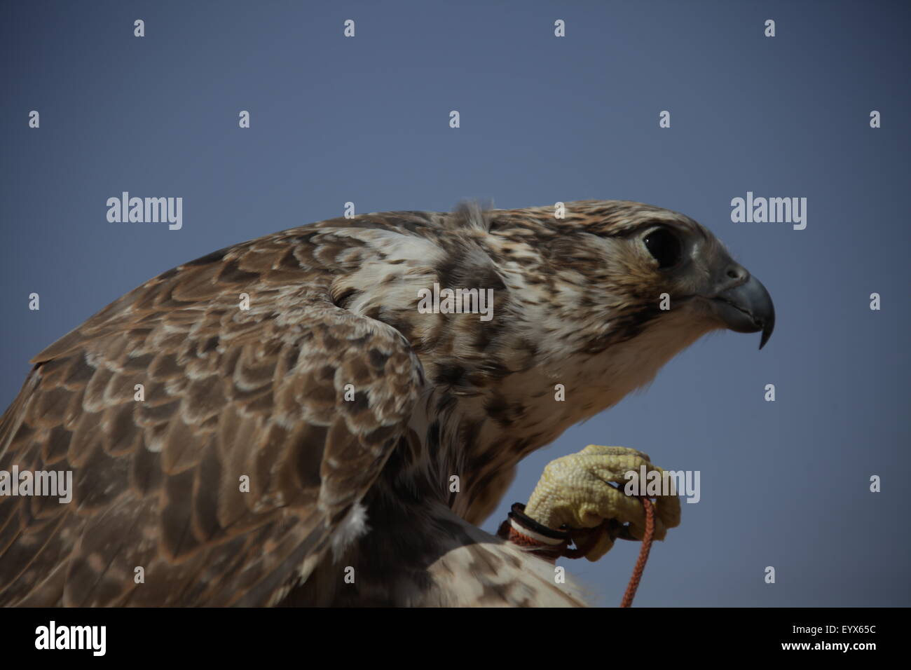 Bird Eagle in the Desert Stock Photo Alamy