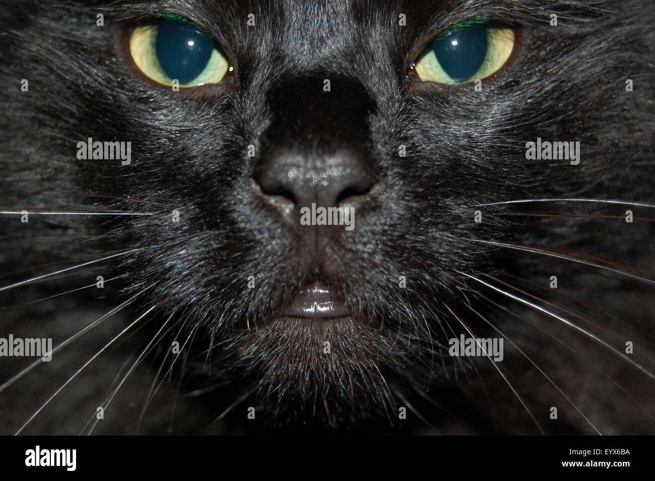 Stunning Himalayan pure black cat entirely focused on you! Stock Photo