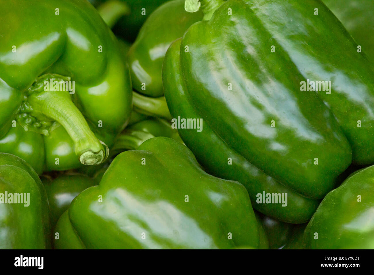 Close up of green bell peppers at local farmers market Stock Photo - Alamy