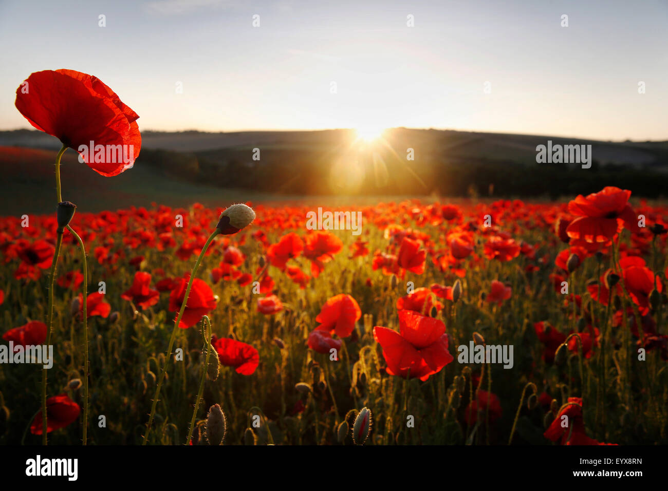 A swathe of poppies glow red in as the sun rises over the South Downs at Pycombe near Brighton in southern Engalnd UK July 31, 2 Stock Photo