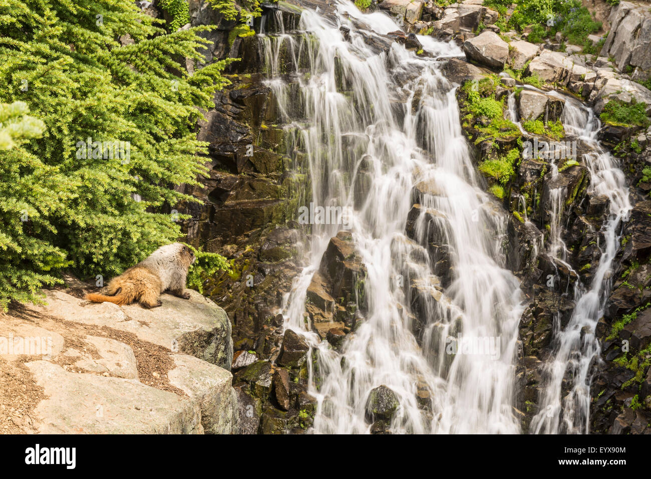 A marmot watches as Edith Creek cascades at Myrtle Falls below Tahoma in Mt. Ranier National Park, Washington Stock Photo