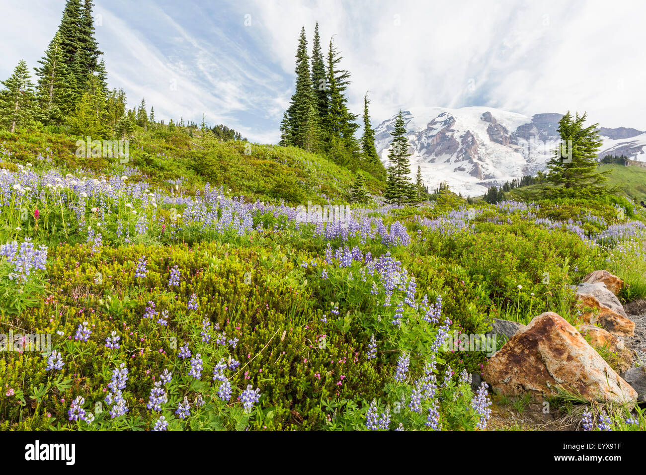 Forest Wildflowers - White - Mount Rainier National Park (U.S.