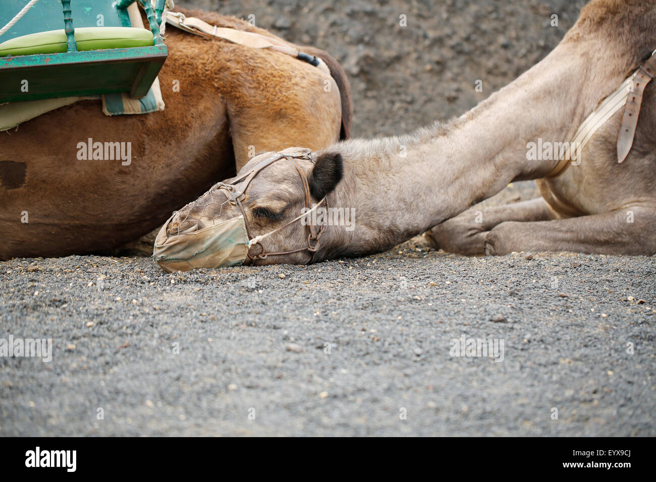 A resting dromedary camel, camelus dromedarius, with its head on the ground. He is one of a train of working camels in lannzarote, Spain Stock Photo