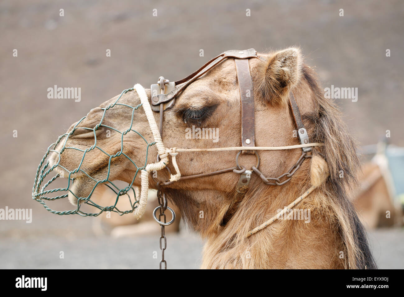 a close up view of a dromedary camel, camelus dromedarius,  wearing a metal spit guard. he is one of a train of working camels in Lanzarote, Spain Stock Photo