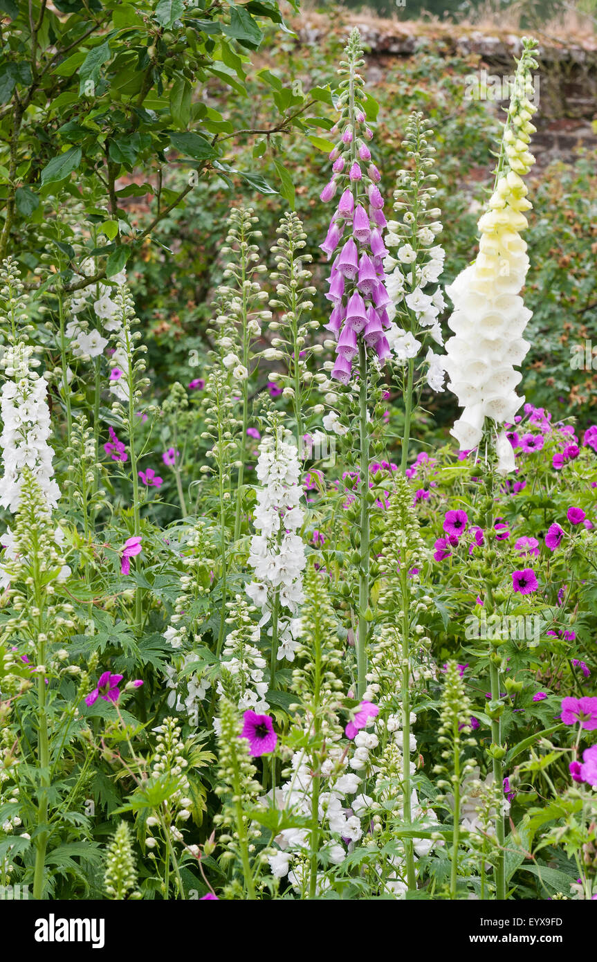 Tall foxgloves hi-res stock photography and images - Alamy