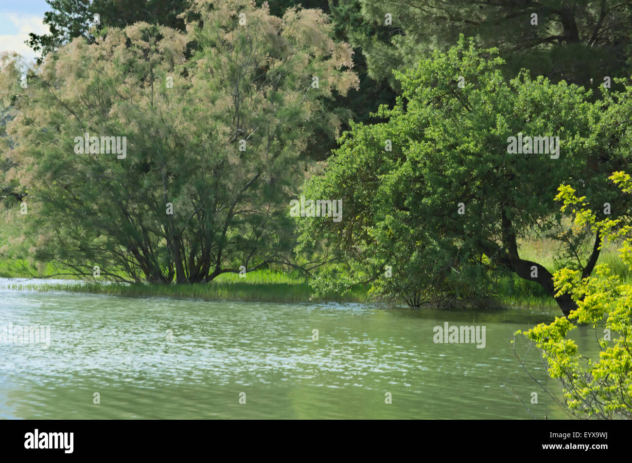 vegetation near the lake of Saint Julian in Basilicata Stock Photo