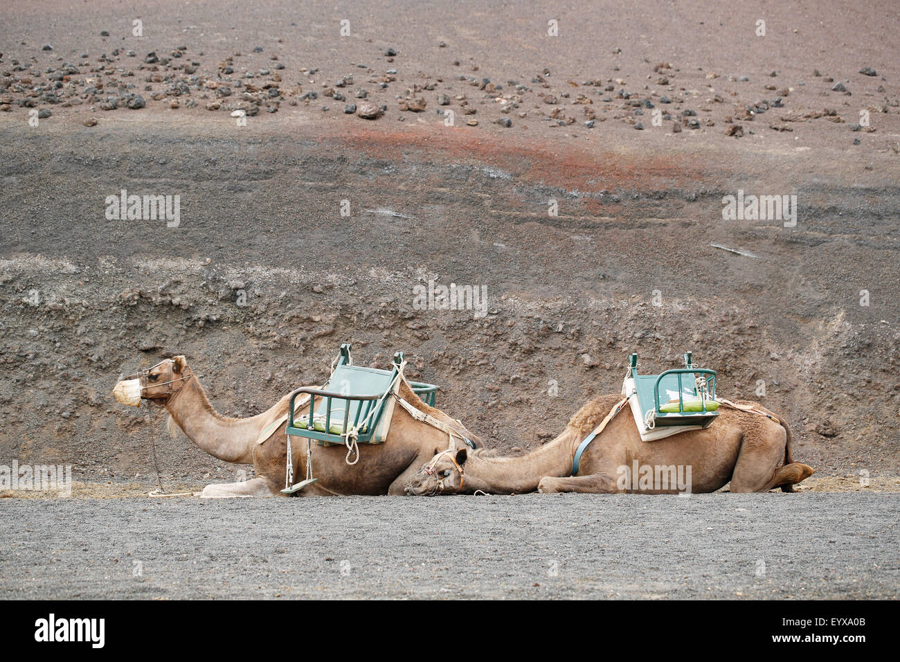 Two dromedary camels, Camelus dromedarius, part of a larger tourist train in Lanzarote, Spain lie down resting between groups of visiting tourists Stock Photo