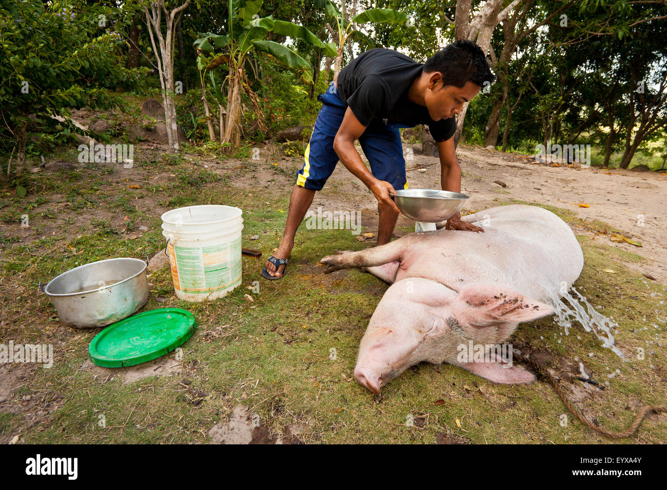 A boy is washing one of the family's pigs on their small farm in the interior of the Coclé province, Republic of Panama, Central America. The pig seems to enjoy being washed and massaged. Stock Photo