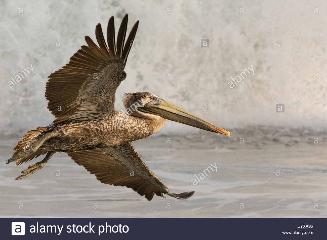 A Brown Pelican in flight with its wings spread wide set off by A Brown Pelican in flight with its wings spread wide set off by