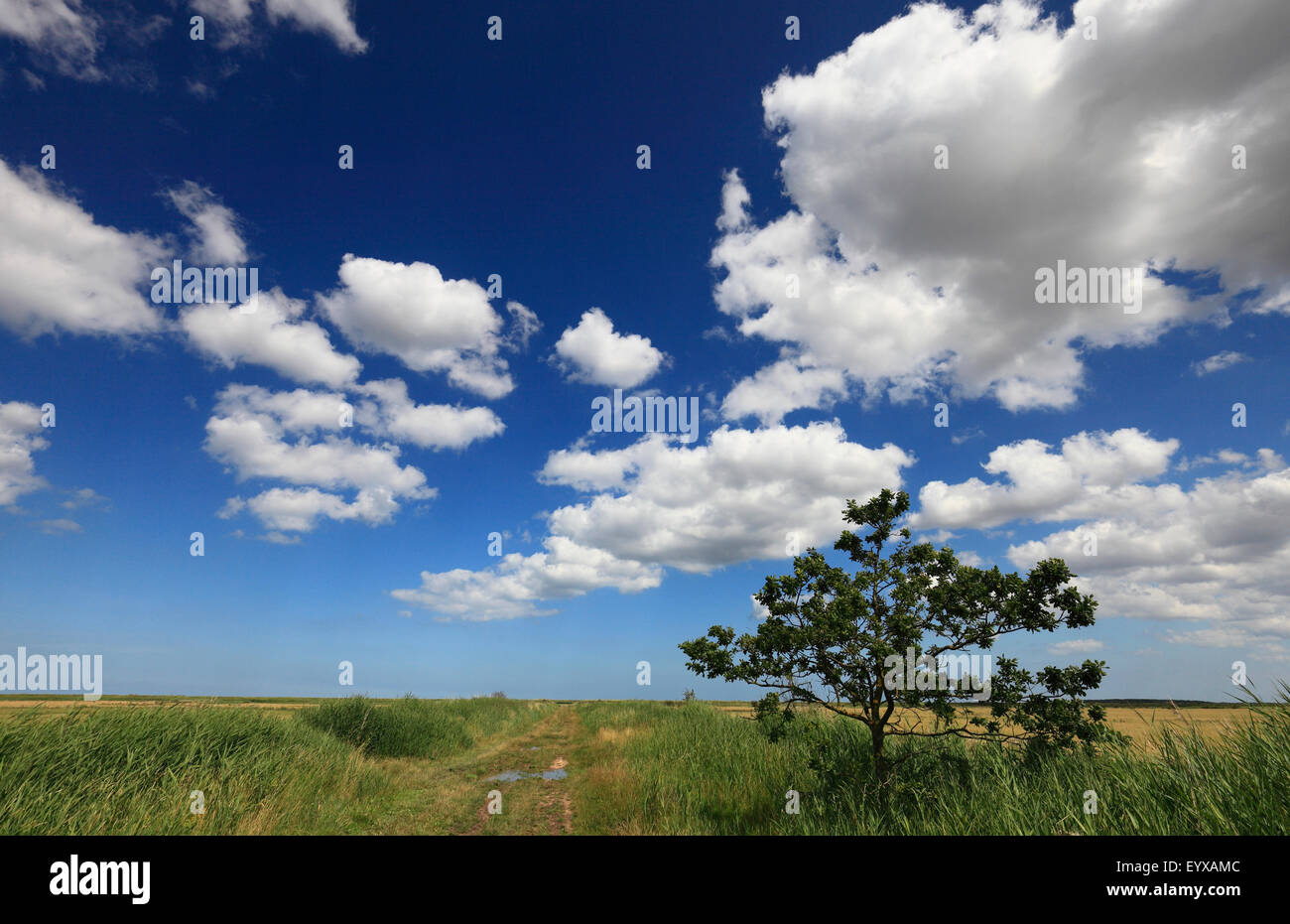 Footpath across farmland and marshes near the Norfolk coast. Stock Photo