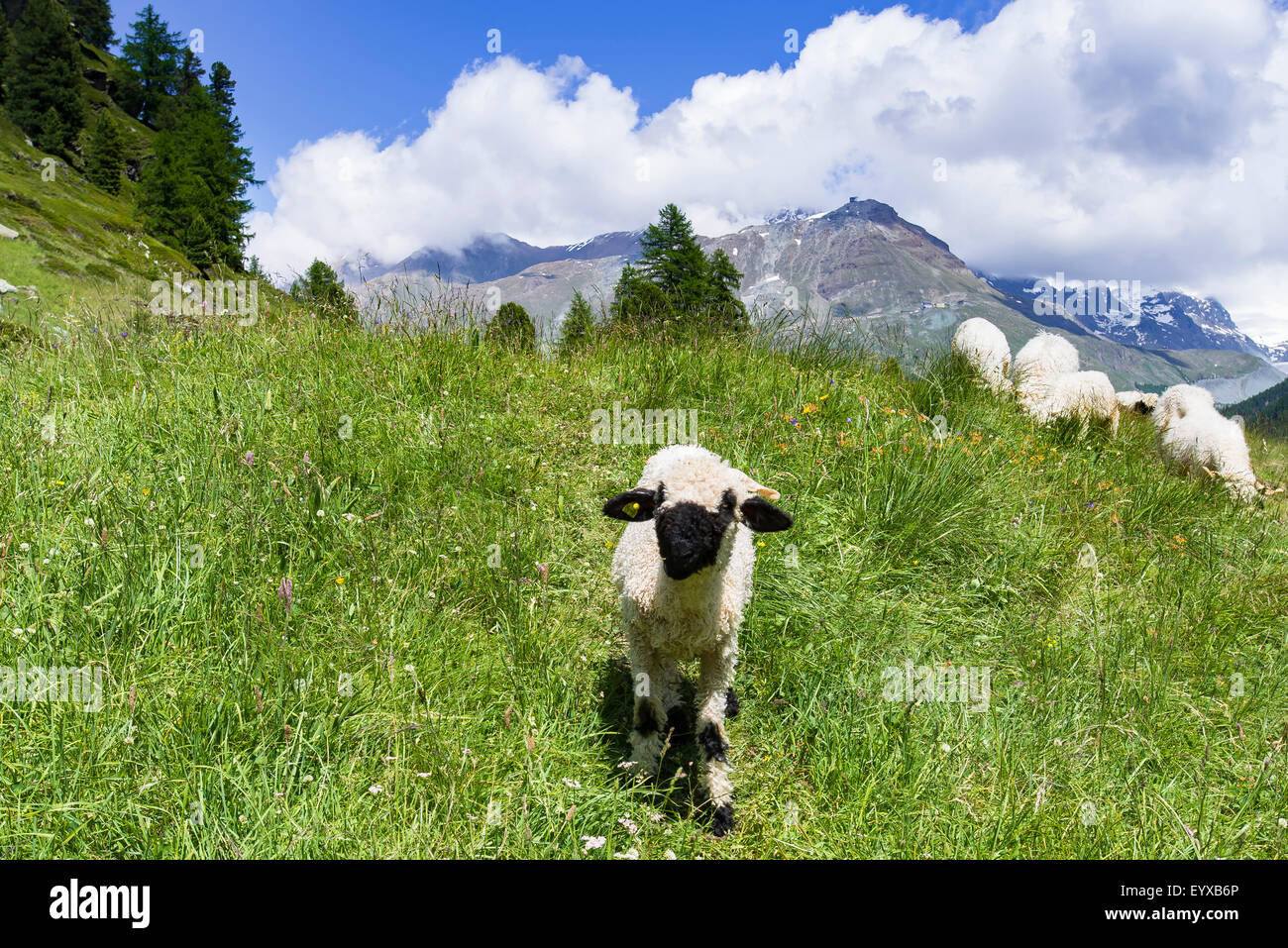 Curious Valais black-nosed sheep Stock Photo