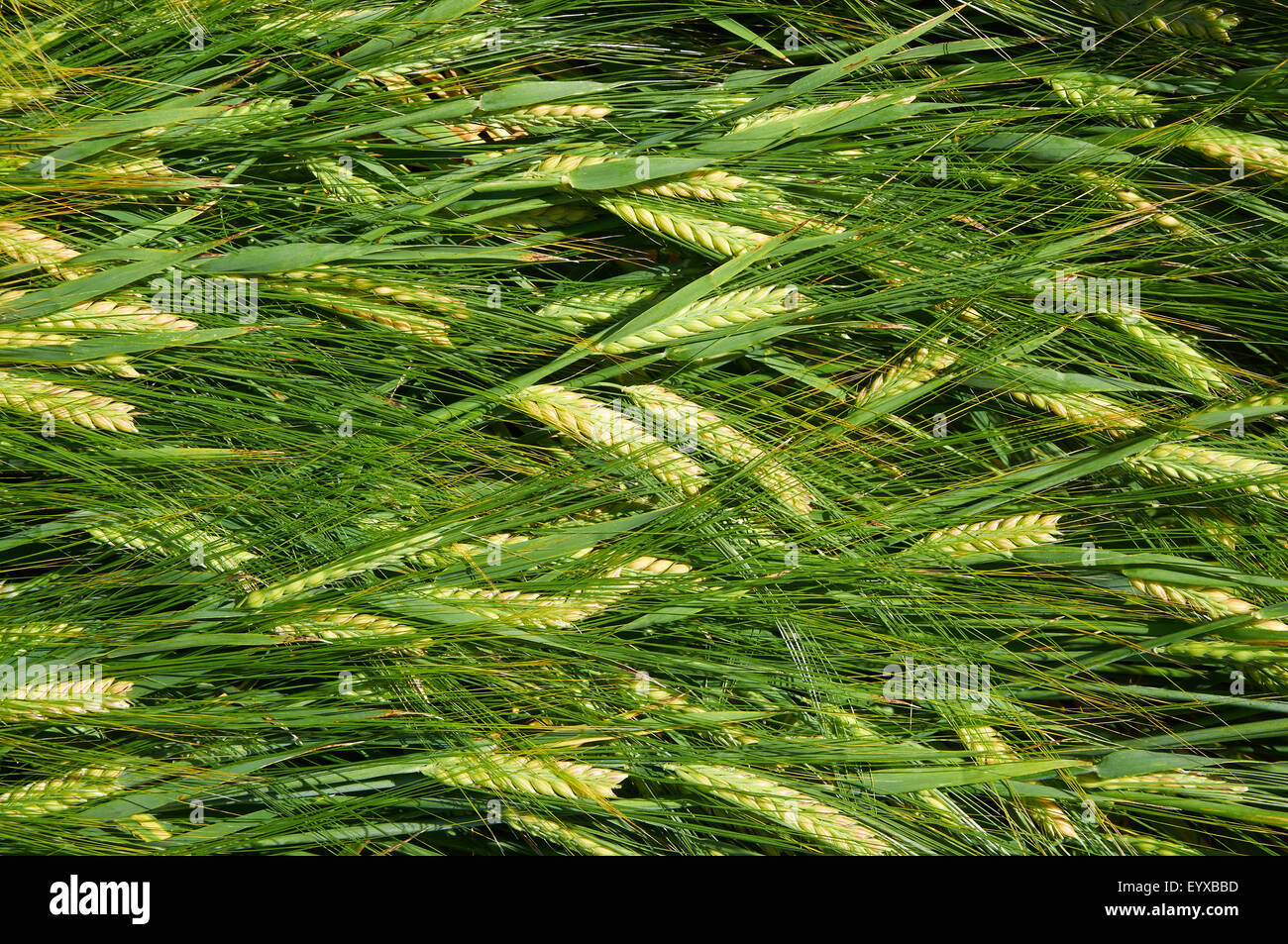 Laying down straws of ripening green-yellow barley Stock Photo