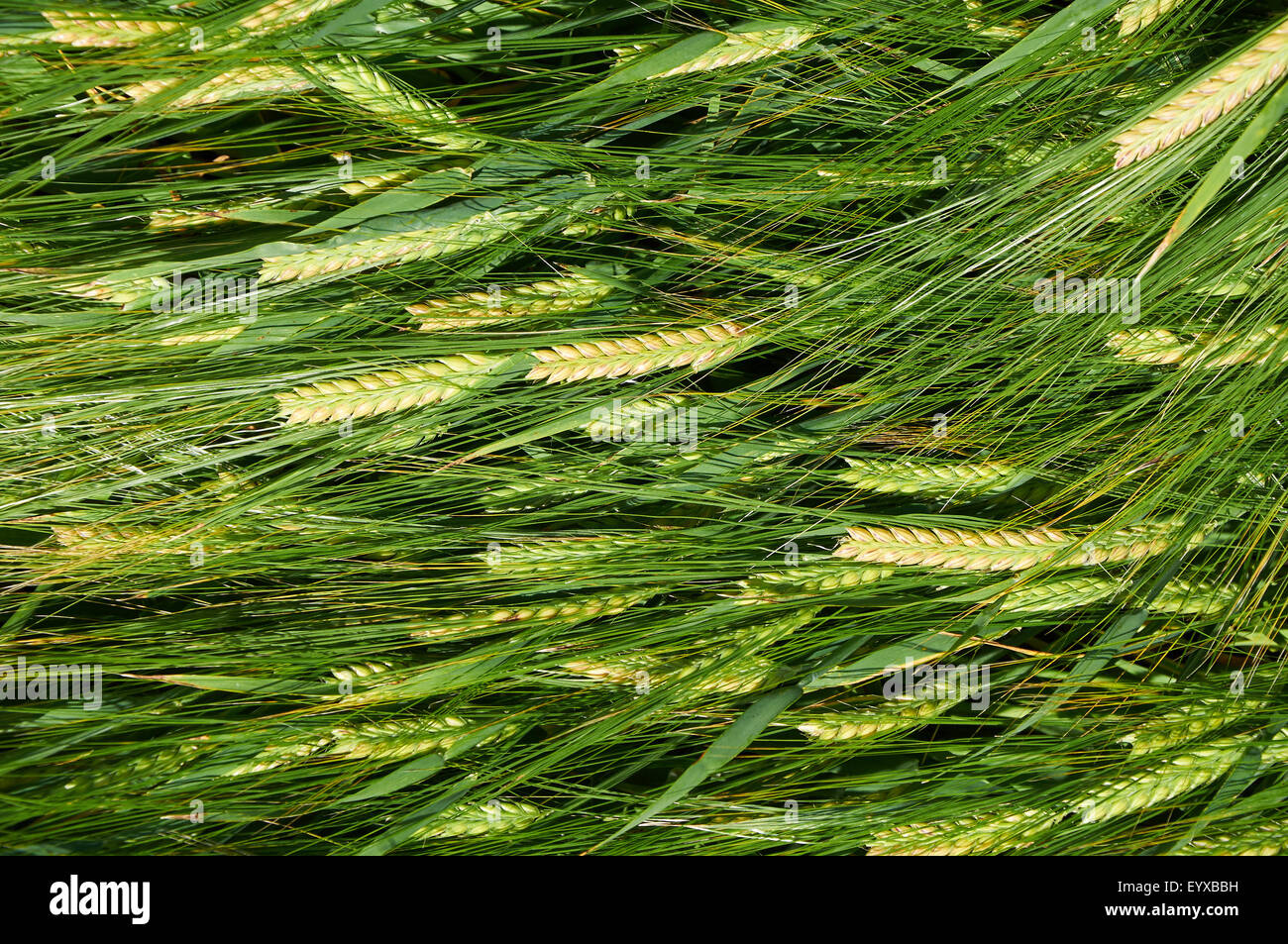 Laying down straws of ripening green-yellow barley Stock Photo