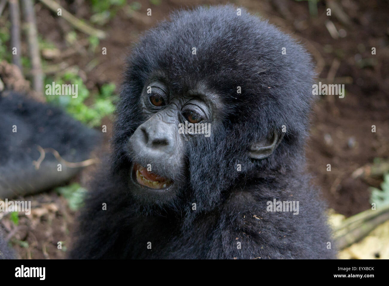 Baby mountain gorilla (beringei beringei) in the wild, Volcanoes National Park, Rwanda Stock Photo