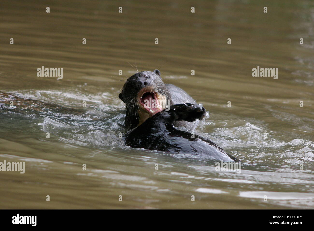 Fighting Otters in the waters of the Pantanal,  Mato Grosso Do Sul, Brazil Stock Photo