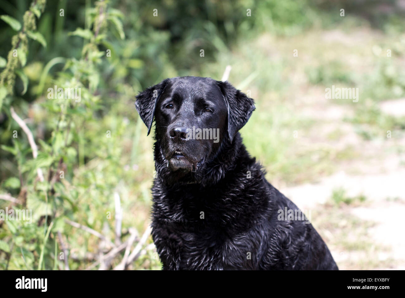 Black Labrador retriever Stock Photo - Alamy