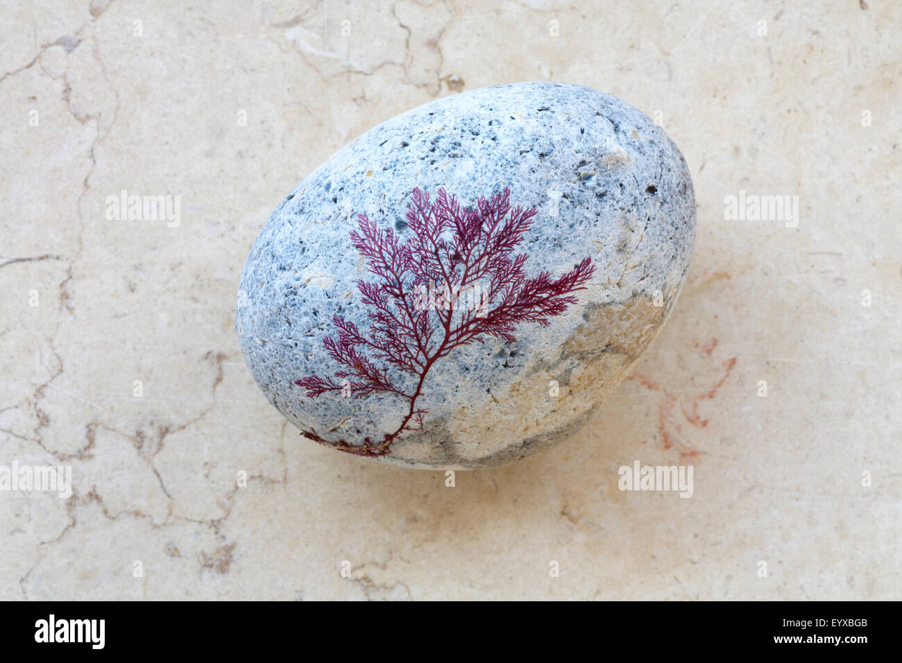 Still Pictures Are All Very Fine And >> Very Fine Rhodophyta Seaweed Attached To A Pale Coloured Rounded Still Pictures Are All Very Fine And >> Very Fine Rhodophyta Seaweed Attached To A Pale Coloured Rounded