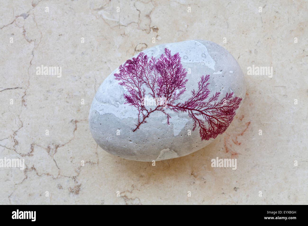 Still Pictures Are All Very Fine And >> Very Fine Rhodophyta Seaweed Attached To A Pale Coloured Rounded Still Pictures Are All Very Fine And >> Very Fine Rhodophyta Seaweed Attached To A Pale Coloured Rounded
