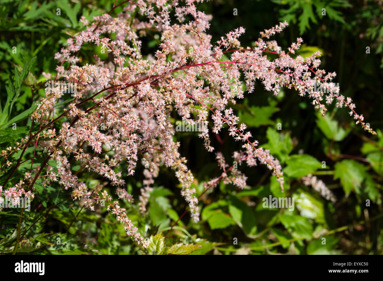 White-pink, feathery flowers of the recently introduced moisture loving perennial, Astilbe 'Isa Hall' Stock Photo