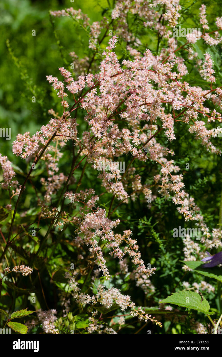 White-pink, feathery flowers of the recently introduced moisture loving perennial, Astilbe 'Isa Hall' Stock Photo