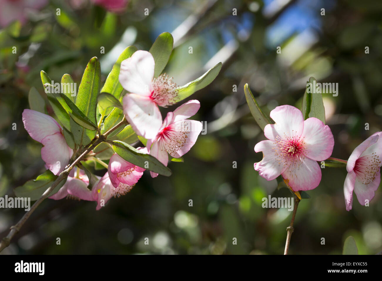Close up of flowers of the Tasmanian leatherwood, Eucryphia lucida 'Ballerina', an evergreen tree or large shrub. Stock Photo