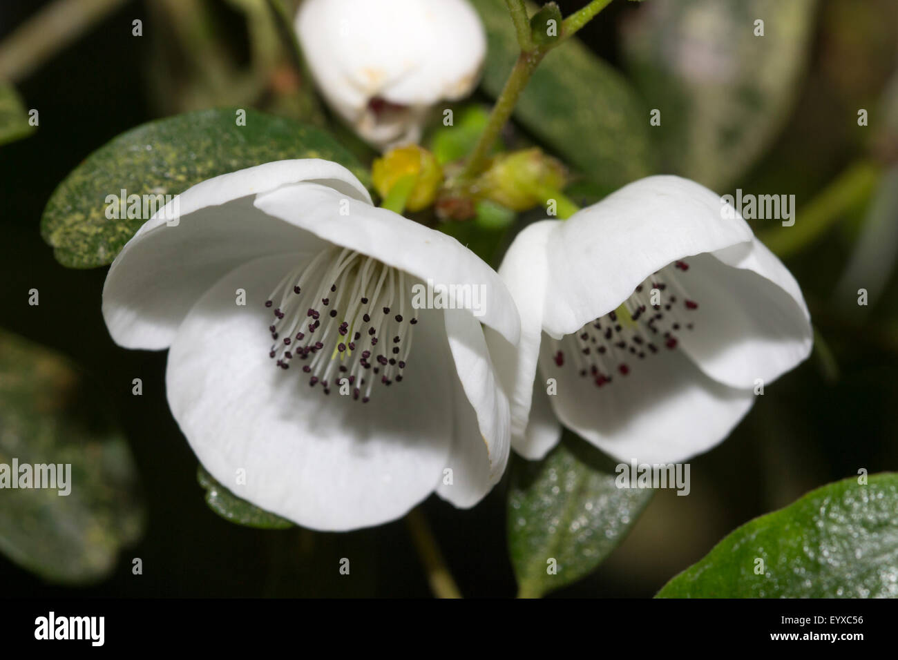 Close up of flowers of the Tasmanian leatherwood, Eucryphia lucida, an evergreen tree or large shrub. Stock Photo