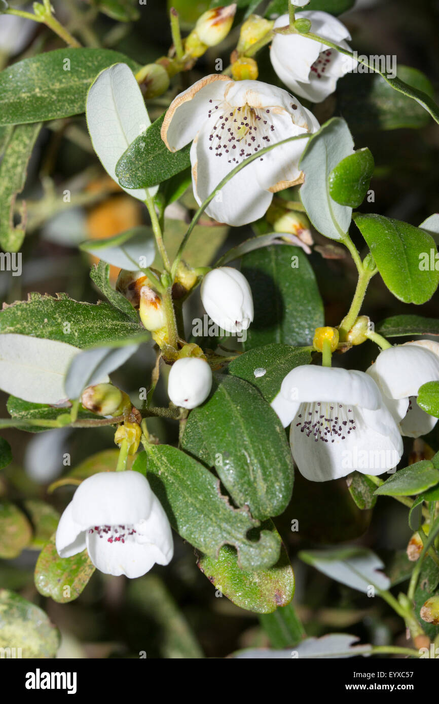 Close up of flowers of the Tasmanian leatherwood, Eucryphia lucida, an evergreen tree Stock Photo