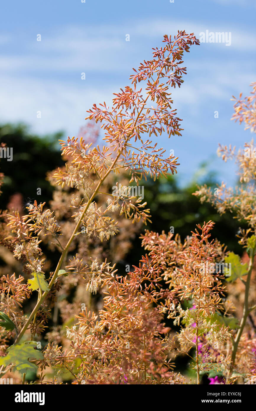 Broad view of the flowers in the airy spikes of the giant perennial, Macleaya cordata Stock Photo