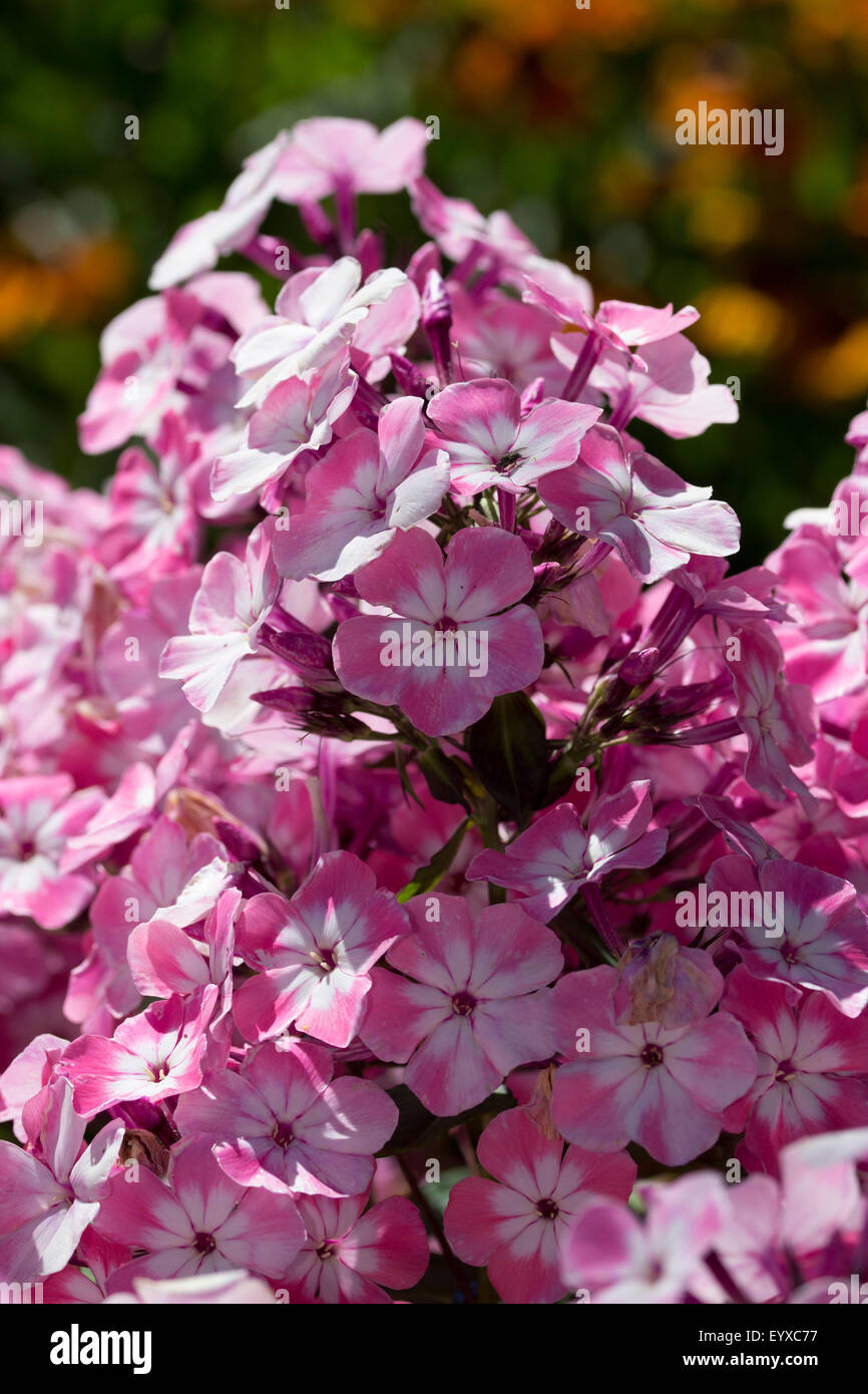 Scented later summer flowers of the hardy perennial Phlox paniculata 'Pink Eye Flame' Stock Photo